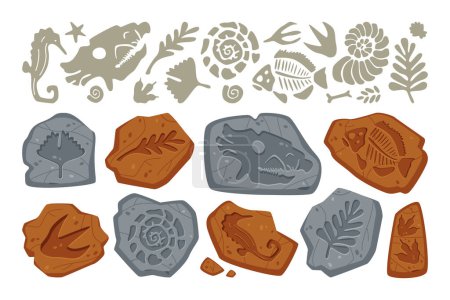 Fossil stone with dinosaur footprint, bone trace, leaf plant and fish imprint on rock, prehistoric seashell and different jurassic animal skeleton drawing pattern isolated vector illustration