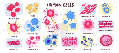 Different type of human cells include blood, bone, fat, nerve, stem, male female sex, smooth and cardiac muscle, chondrocyte, blastocyst, intestinal, platelet, myeloblast vector illustration set