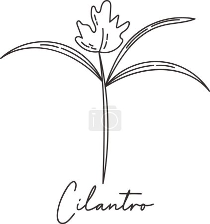 Cilantro Micro Greens Sketch Vector Illustration