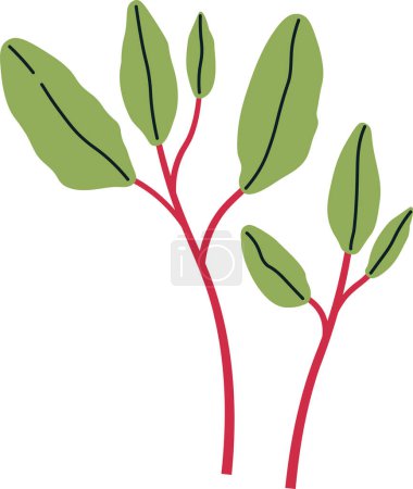 Magenta Spreen Sprouts Microgreen Vector Illustration