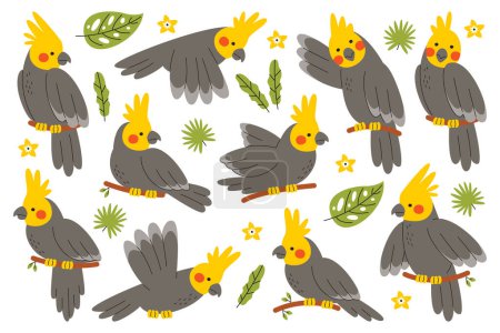 Cute beautiful corella parrot bird wild jungle cartoon character sitting on tree branch, flying, talking and gesturing isolated set. Exotic feathered African poll-parrot mascot vector illustration