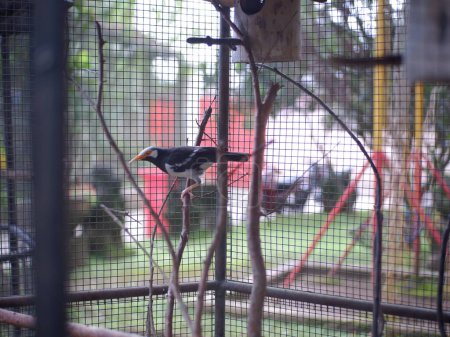 Foto de The White Black starling perched on a wooden branch, Cute bird,White Bird - Imagen libre de derechos