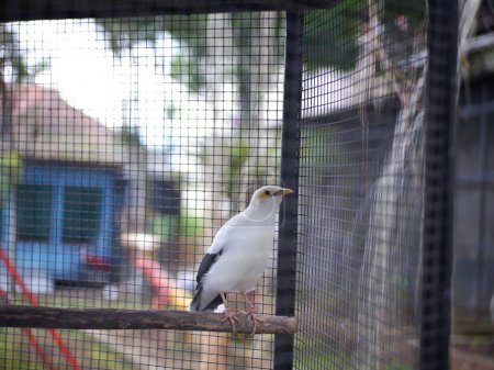 Foto de The White starling perched on a wooden branch, in the cage, Cute bird,White Bird - Imagen libre de derechos