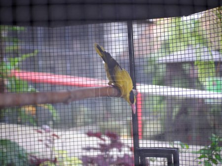 Foto de The yellow Starling perched on wooden branch in the cage  and blur background - Imagen libre de derechos