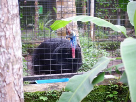 Photo for Cassowary is Cassowwary Bird a type of large bird that cannot fly,  Cassowary bird in cage looking at camera - Royalty Free Image