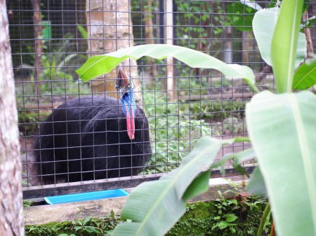 Photo for Cassowary is Cassowwary Bird a type of large bird that cannot fly,  Cassowary bird in cage looking at camera - Royalty Free Image