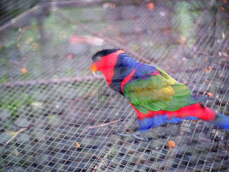 Foto de A beautiful parrot in a cage, A  black-headed Parrots "Lorius lory" or Burung Nuri kepala hitam - Imagen libre de derechos
