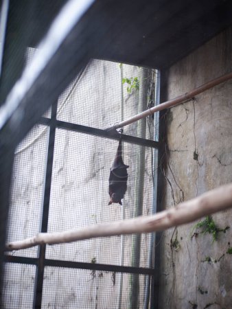 Téléchargez les photos : The big bat dangling in the iron cage during the day - en image libre de droit