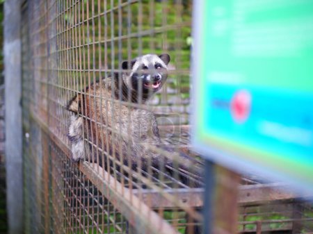 Téléchargez les photos : Civet ou mangouste ou mangouste (animal blanc producteur de cofee) assis dans une cage et regardant attentivement la caméra - en image libre de droit