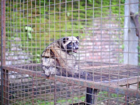 Téléchargez les photos : Civet ou mangouste ou mangouste (animal blanc producteur de cofee) assis dans une cage et regardant attentivement la caméra - en image libre de droit