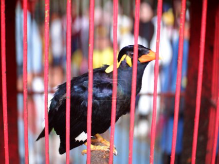 Foto de Una Myna Cerro Común (Gracula religiosa) está posando en la jaula, fondo borroso. Un pájaro negro - Imagen libre de derechos