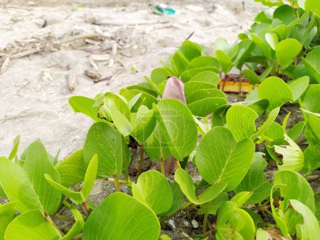 Photo for Ipomoea pes-caprae, in Indonesia called the katang katang or tread horse plant, grows on sandy beaches, the flowers are beautiful purple - Royalty Free Image