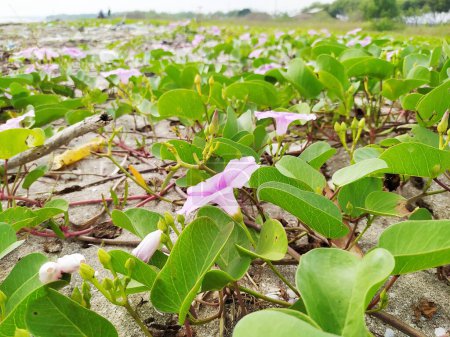 Photo for Ipomoea pes-caprae, in Indonesia called the katang katang or tread horse plant, grows on sandy beaches, the flowers are beautiful purple - Royalty Free Image
