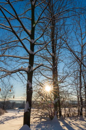 Foto de Salida del sol en un día nevado en invierno. - Imagen libre de derechos