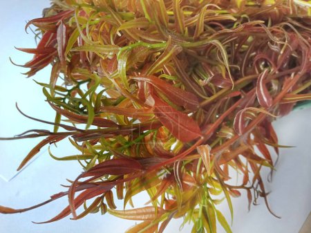 Stenochlaena palustris oder kalakai (pakis merah) Arten von Farnen oder Nägeln, die als Gemüse verwendet werden können. weißer isolierter Hintergrund. 