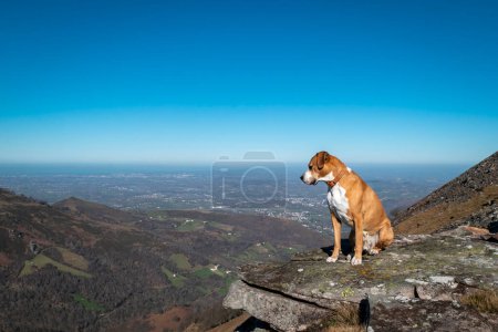 Foto de Perro mirando sobre la cima de la montaña ArtzAmendi en el País Vasco - Imagen libre de derechos