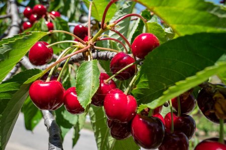 Photo for Cluster of cherries hanging from a cherry branch - Royalty Free Image