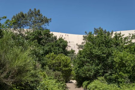 Téléchargez les photos : Forêt avec le sentier d'accès aux Dunes du Pilat avec quelques touristes en arrière-plan escalade les dunes en France - en image libre de droit