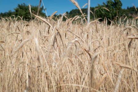 Foto de Plantación de trigo ya madura y lista para la cosecha en el campo agrícola con un bosque en el fondo - Imagen libre de derechos