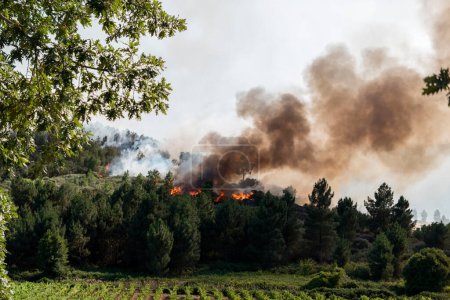 Foto de Incendio forestal en un pinar dejando una gran nube de humo blanco y negro - Imagen libre de derechos
