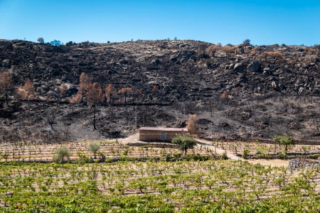 Photo for Remains of fire in the background that burned a hill next to a house and a vineyard - Royalty Free Image