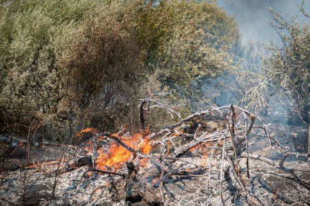 Foto de Incendio forestal en una colina donde arden algunos árboles dejando los restos en brasas y cenizas - Imagen libre de derechos