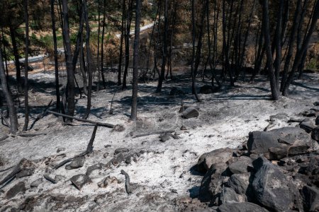 Téléchargez les photos : Paysage de feu de forêt noire au milieu d'une forêt de pins - en image libre de droit