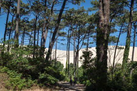 Téléchargez les photos : Forêt avec le sentier d'accès aux Dunes du Pilat avec quelques touristes en arrière-plan escalade les dunes en France - en image libre de droit