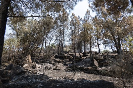Foto de Bosque negro incendio paisaje en medio de un bosque de pinos - Imagen libre de derechos