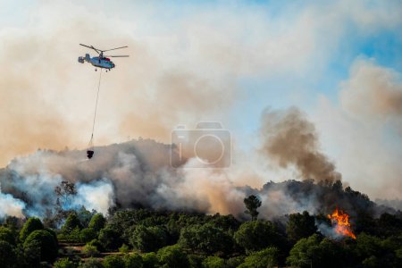 Téléchargez les photos : Helicopter transporting water to put out a forest fire burning in a pine forest leaving a large cloud of black and white smoke - en image libre de droit