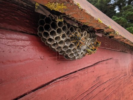 Algunas avispas en el nido debajo de una baldosa cerca de una casa.