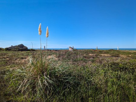Foto de Algunas plantas en medio de una zona arenosa cerca de la playa en el País Vasco en Francia - Imagen libre de derechos