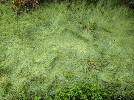 Photo for Wetland with swirling patterned grass on a winter day - Royalty Free Image