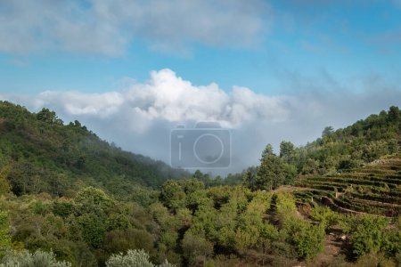 Foto de Entre colinas, bosques de pinos, almendros, una granja con un gran viñedo, en un frío día de otoño - Imagen libre de derechos