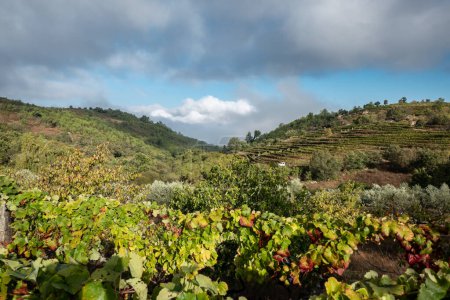 Foto de Granja rural con viñas y más viñedos en el fondo en la montaña, en un día de otoño frío y nublado - Imagen libre de derechos