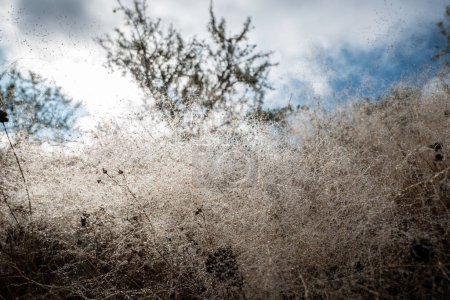 Foto de Telarañas y hierba seca cubiertas de rocío y algunas heladas en una fría mañana de otoño - Imagen libre de derechos