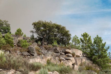 Foto de En medio de una alta montaña cubierta de rocas, un alcornoque en Tras os Montes, Portugal - Imagen libre de derechos