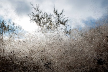 Foto de Telarañas y hierba seca cubiertas de rocío y algunas heladas en una fría mañana de invierno - Imagen libre de derechos