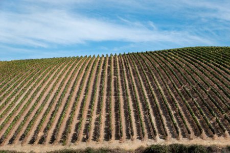 Foto de Viñedos en el valle del Duero, Portugal en verano y temporada de cosecha - Imagen libre de derechos
