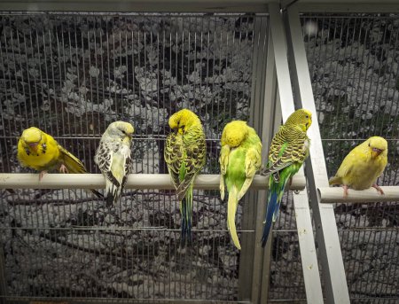 Téléchargez les photos : Quelques perruches colorées assises dans une cage très belle et mignonne - en image libre de droit