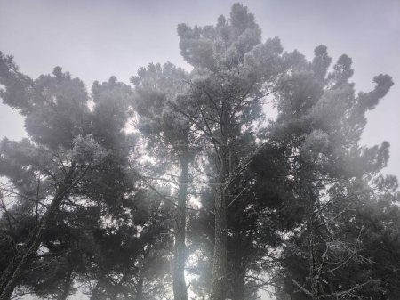 Foto de En la niebla, pinos con fuertes heladas en un día frío dejando un hermoso paisaje adecuado para un día de invierno - Imagen libre de derechos