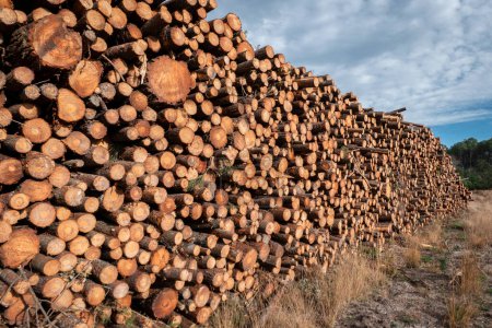Stapeln von Kiefernstammholz: Gestapelt für die Holzindustrie