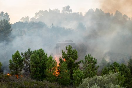 Fureur des flammes : Les feux de forêt dévastent les forêts de pins avec d'énormes flammes
