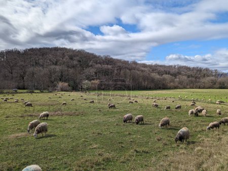 Herd of sheep under a partly cloudy sky, on the edge of a mountain surrounded by lush forest