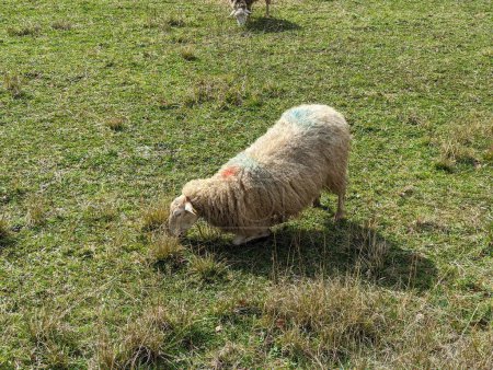 Ein Schaf im Gebet auf den ruhigen Feldern des grünen Bauernhofes. Schafe in der Kommunion weiden auf Knien