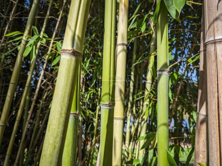 Selva con árboles de bambú en medio de la naturaleza. Medio ambiente, paisaje con vegetación, follaje y cañas sobre un fondo natural