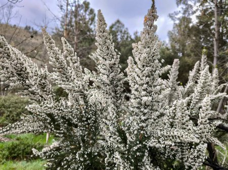 Exploring Wild Beauty: The Fascinating Journey of the Erica x Veitchii 'Exeter' Plant in the Wild