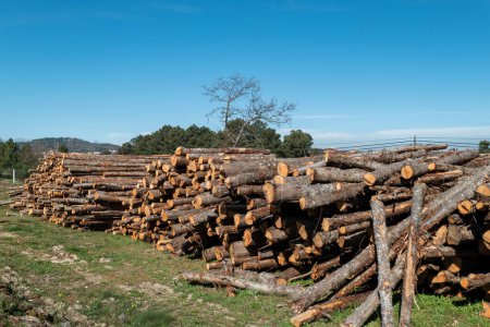 Journaux de bois alignés vers la transformation dans l'industrie du bois