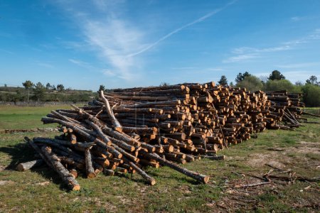 Wood logs in piles for the timber industry