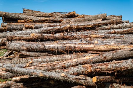 Stacked wood: Towards a revolution in the wood industry